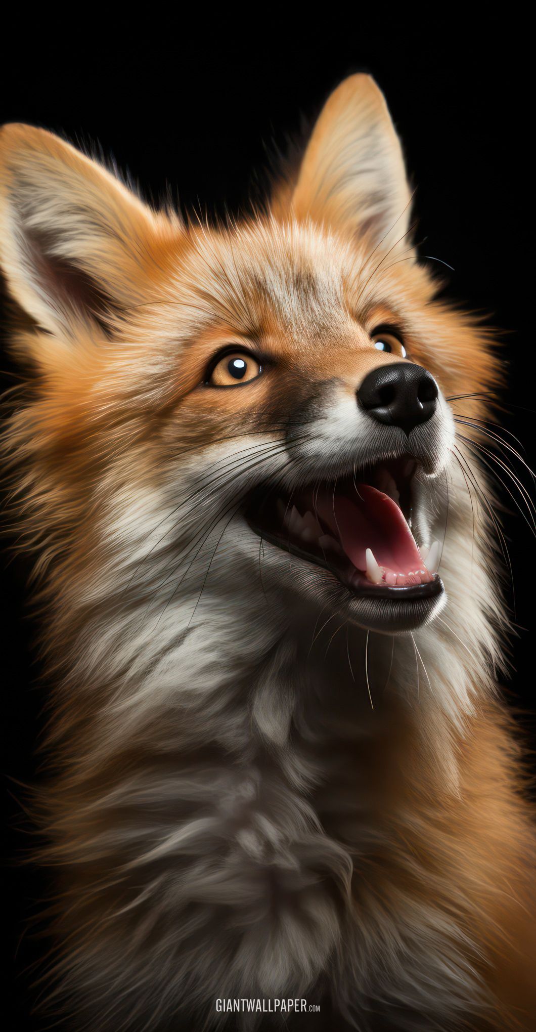 Happy Red Fox