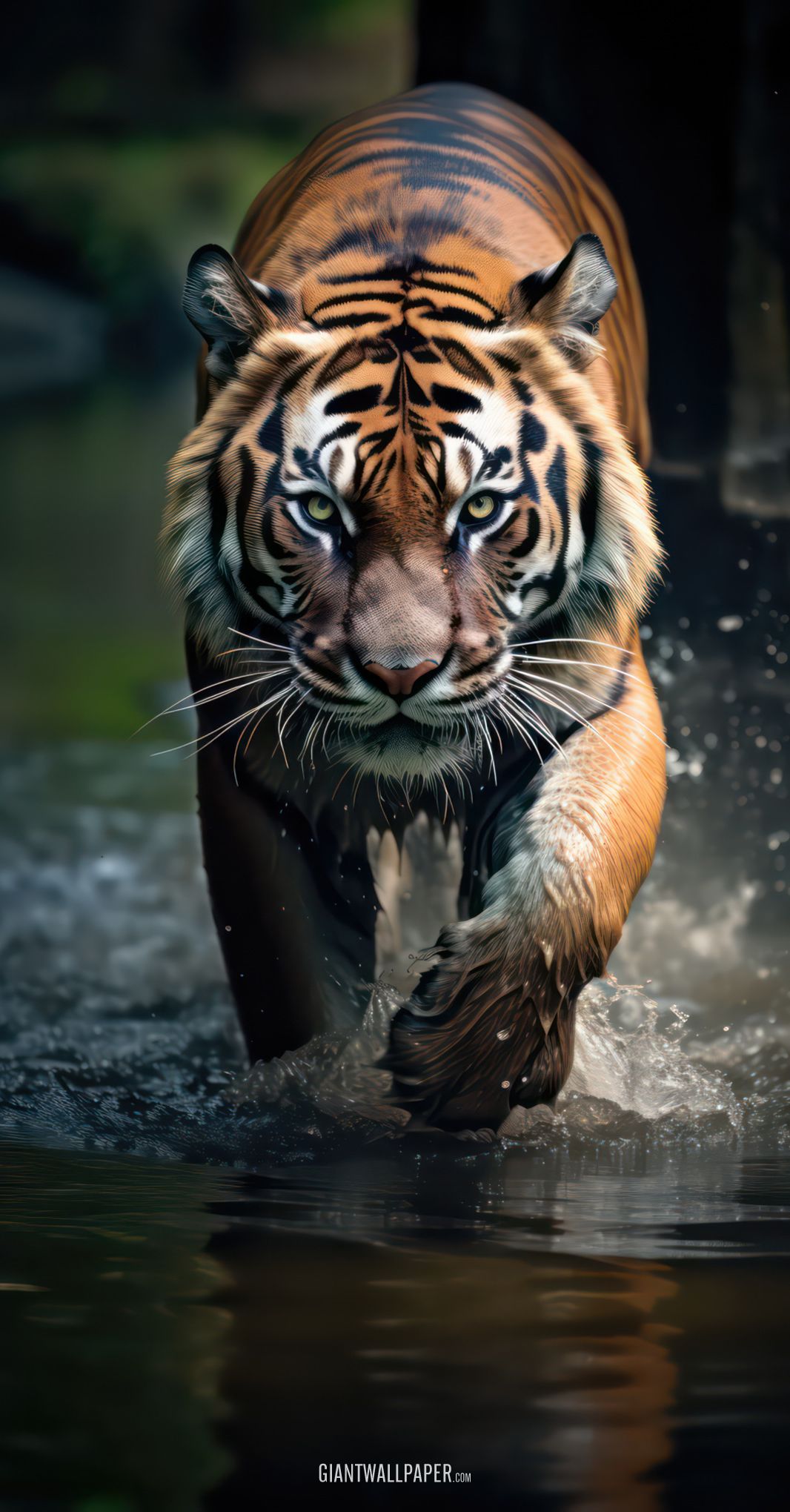 Tiger Walking