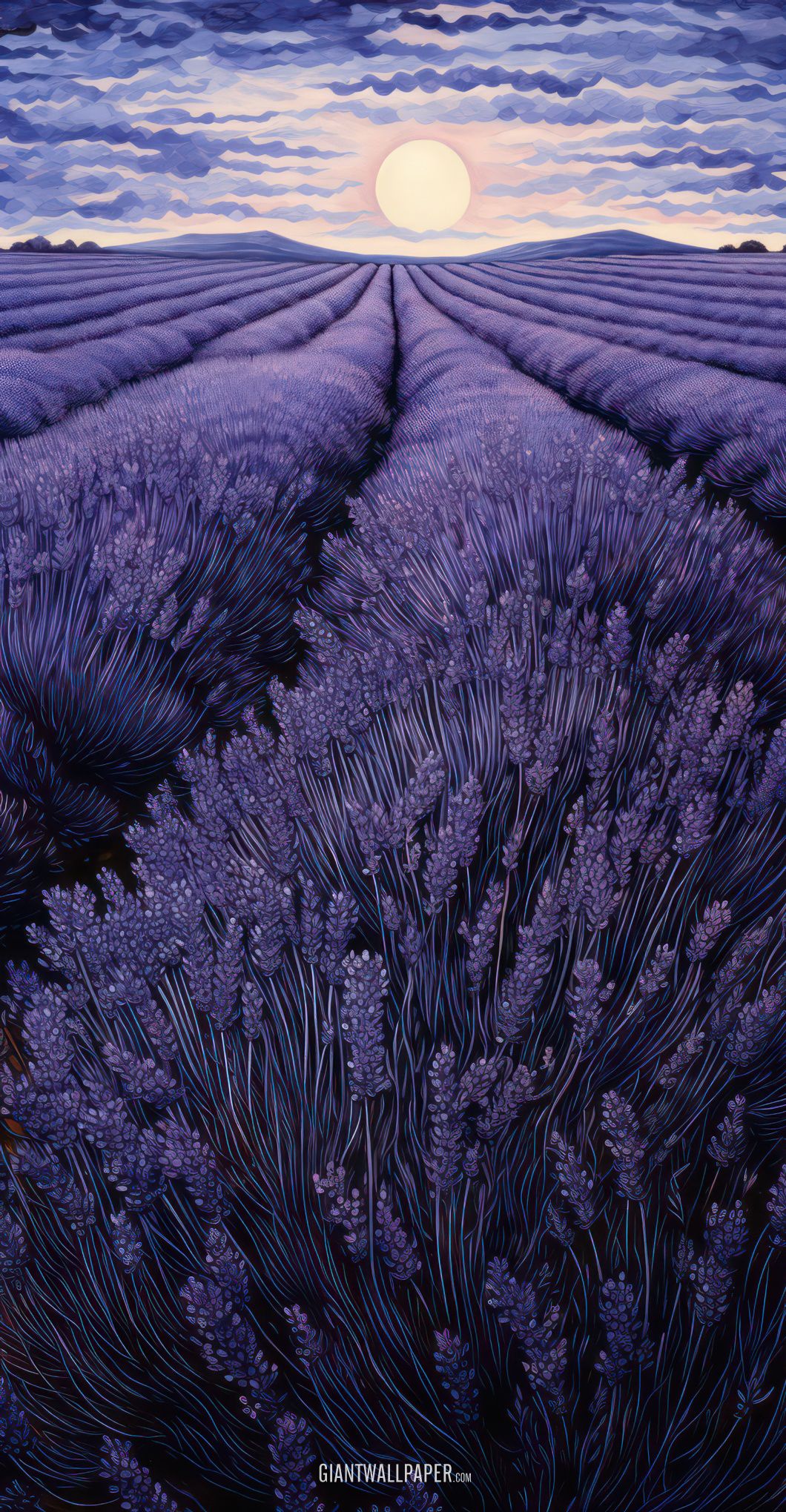 Lavender Fields in the Evening