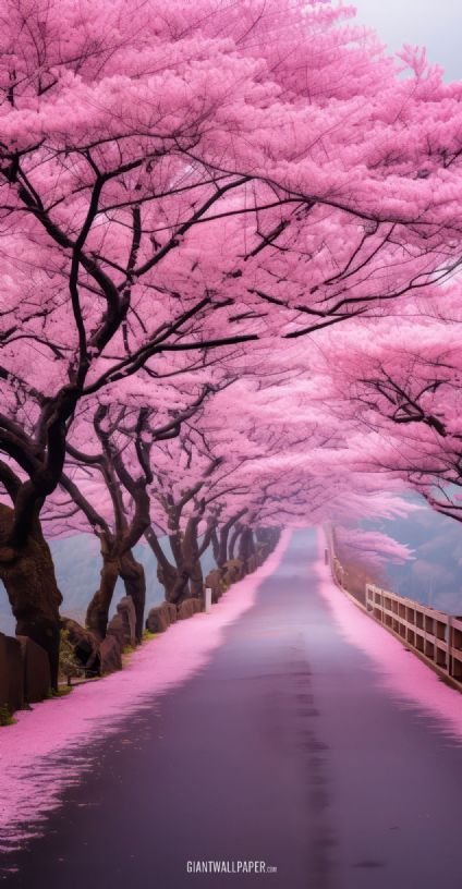 Cherry Blossom Street