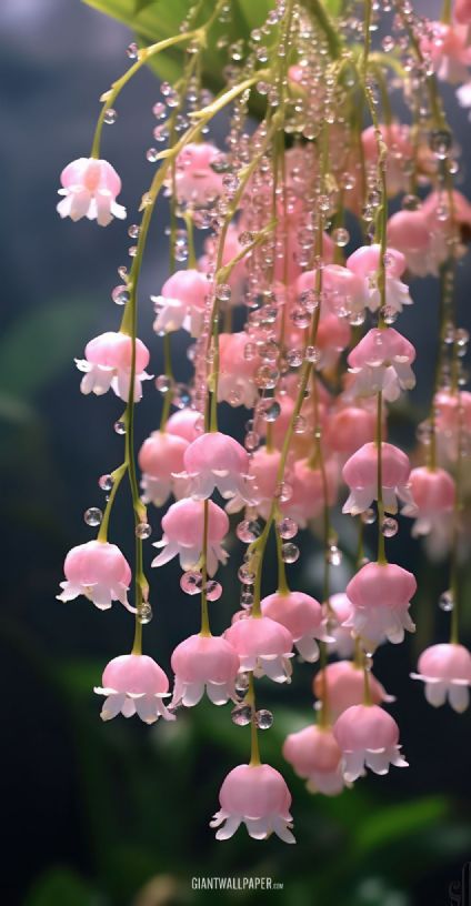 lily, pink lily, flower, pink flower