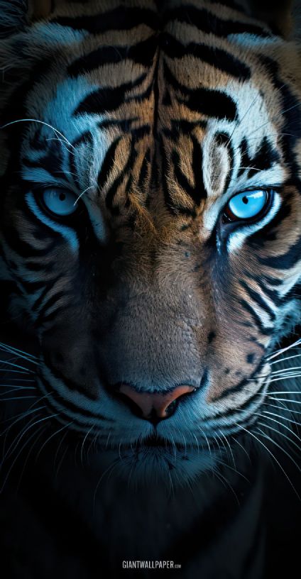 Tiger, Blue eyes