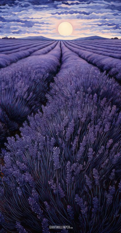 Flower, Lavender, Field, Purple Lavender, Purple Flower, Evening