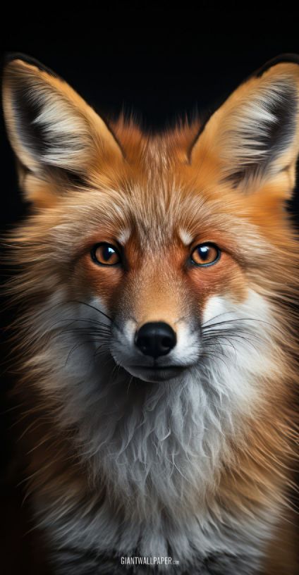 Red Fox, Animal, Wildlife