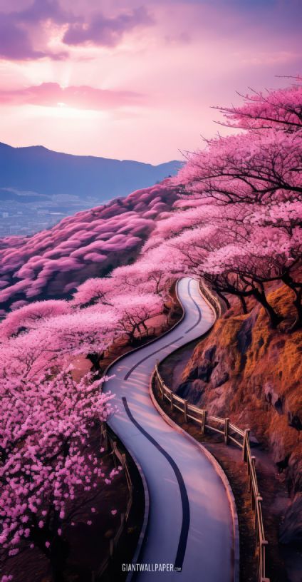 An enchanting image capturing a winding mountain road adorned with abundant pink sakura blossoms, offering a breathtaking and serene pathway through natures floral beauty.