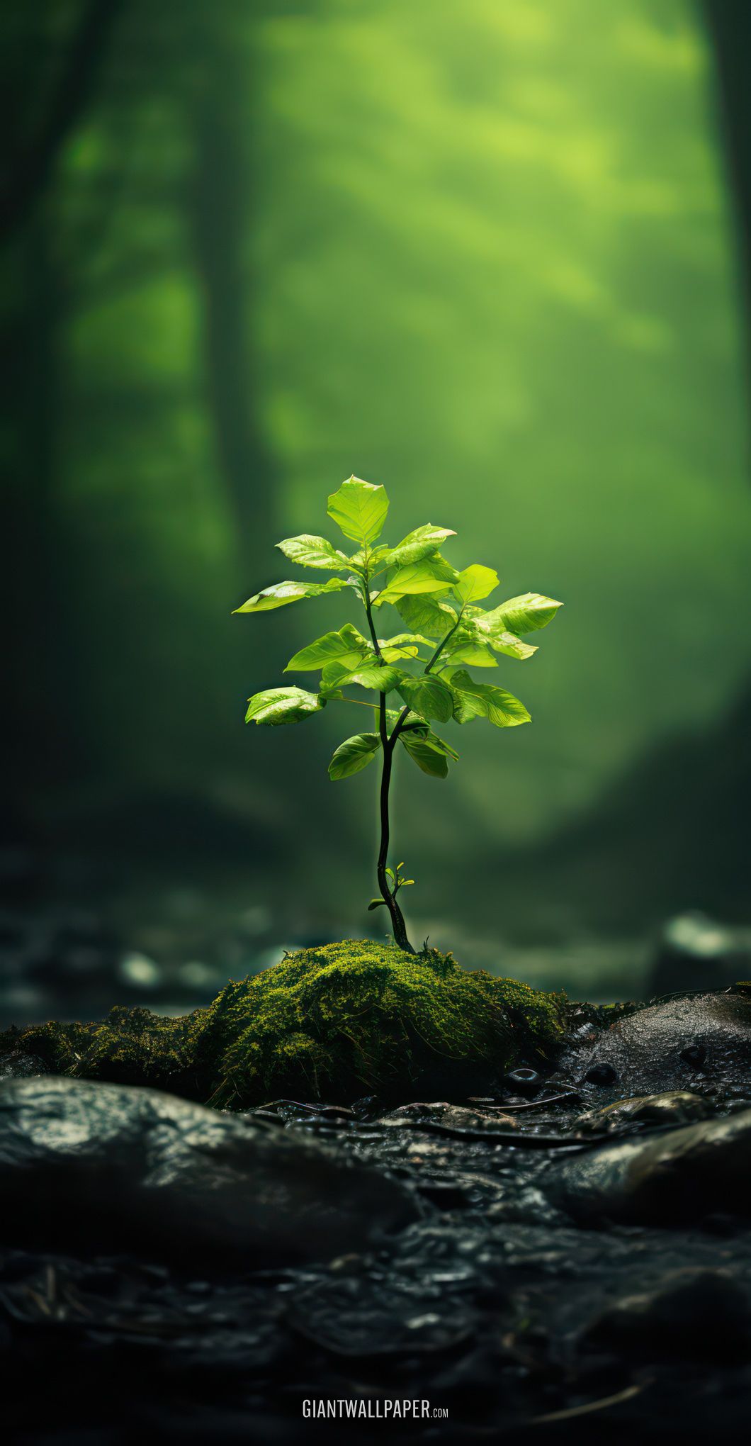 Vibrant green sapling