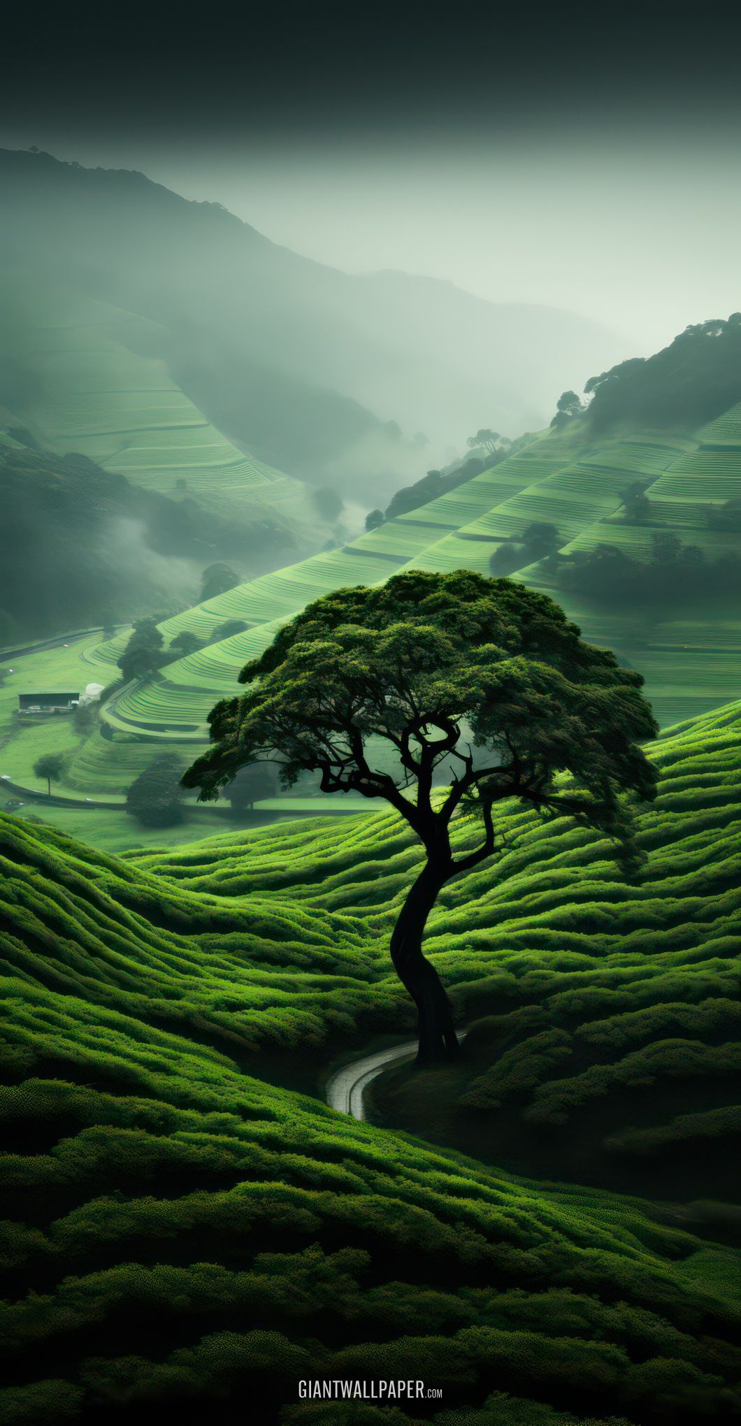 Green Tree on the Mountain